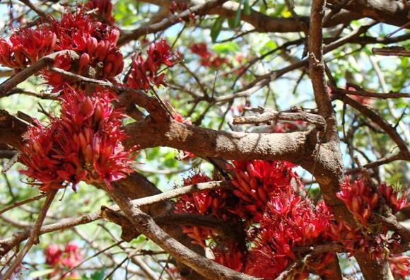 Schotia brachypetala flowers: Photographed by Ricky Mauer